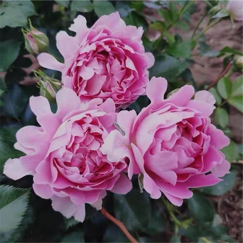 Fancy Ruffle Rose Plant - Unique Blooms for a Stunning Garden – Rose ...