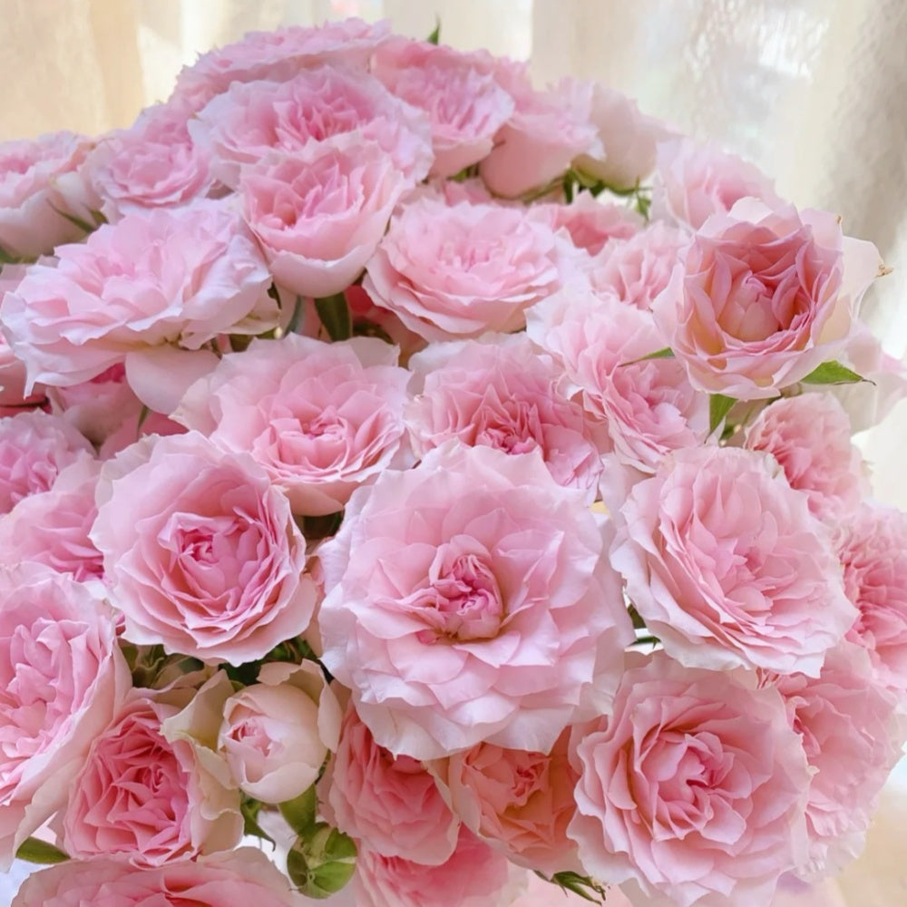 Fancy Pink Roses Fancy Rora Rose Plant|情迷罗拉 – Rose_Explosion