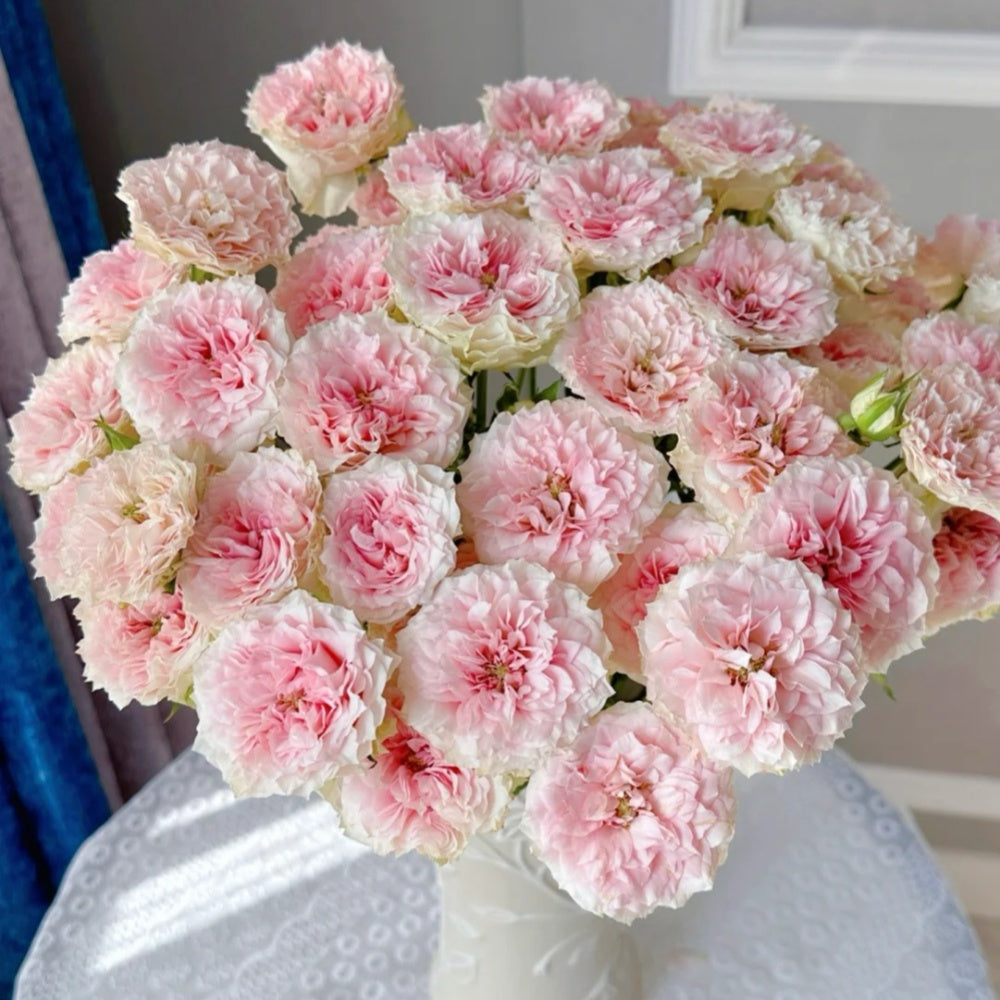 Fancy Pink Roses Fancy Rora Rose Plant|情迷罗拉 – Rose_Explosion