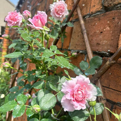 Fancy Rufle Rose Plant