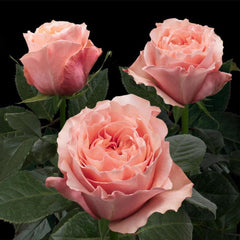 Stunning Fascination Rose Plant for a Beautiful Rose Garden