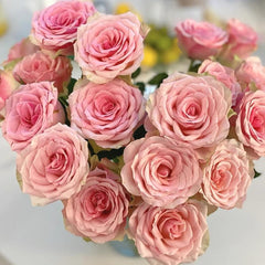 Stunning Fascination Rose Plant for a Beautiful Rose Garden