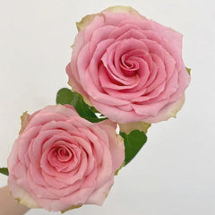 Stunning Fascination Rose Plant for a Beautiful Rose Garden