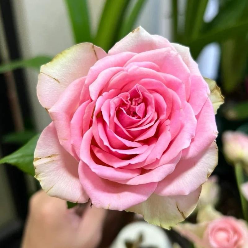 Stunning Fascination Rose Plant for a Beautiful Rose Garden