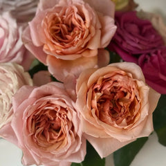 Fascination Rose Plant|着迷