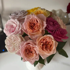 Fascination Rose Plant|着迷