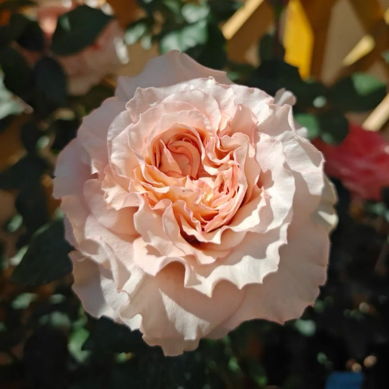 Fascination Rose Plant|着迷