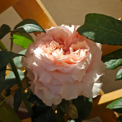Fascination Rose Plant|着迷