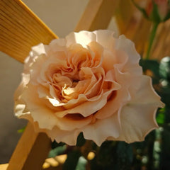 Fascination Rose Plant|着迷