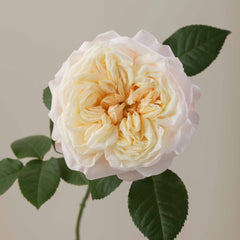 Fatima Gardens Rose