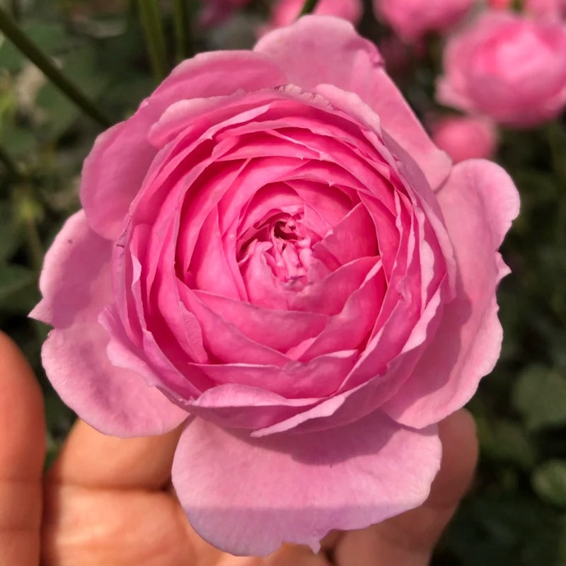 Fée Clochette Rose Plant