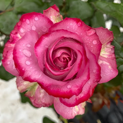 Feiyun Rose Plant|菲韵