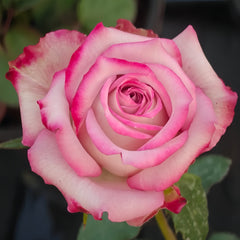 Feiyun Rose Plant|菲韵