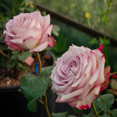 Feiyun Rose Plant|菲韵