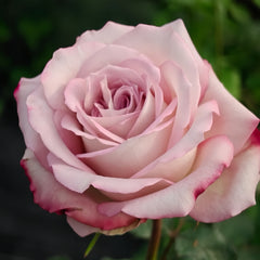 Feiyun Rose Plant|菲韵