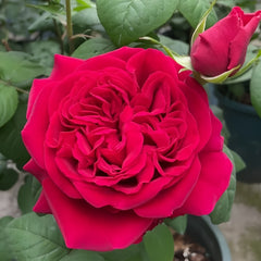 Femme fatale Rose Plant