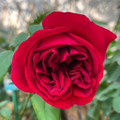 Femme fatale Rose Plant