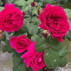 Femme fatale Rose Plant