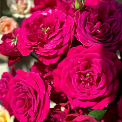 Femme fatale Rose Plant