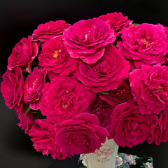 Femme fatale Rose Plant