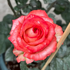 Fire Flash Rose Plant