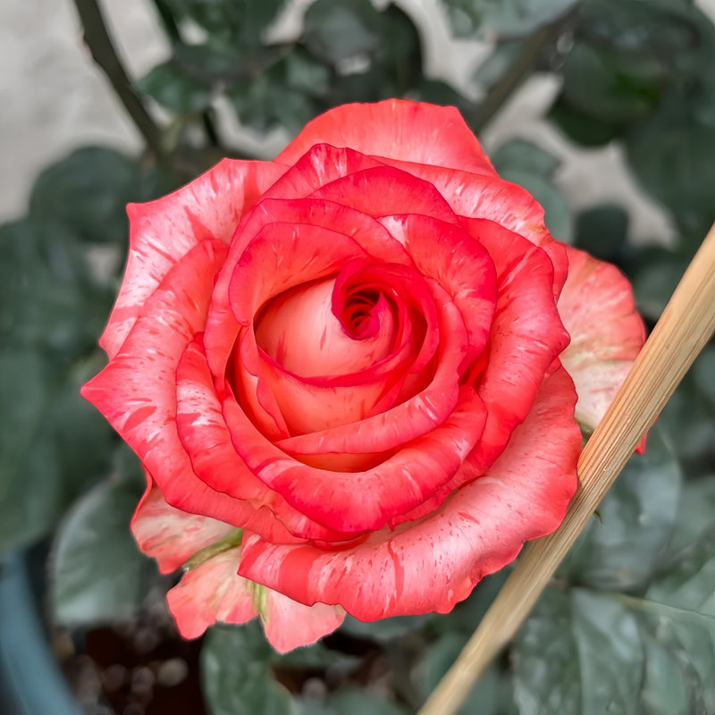 Fire Flash Rose Plant