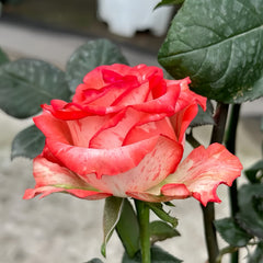 Fire Flash Rose Plant
