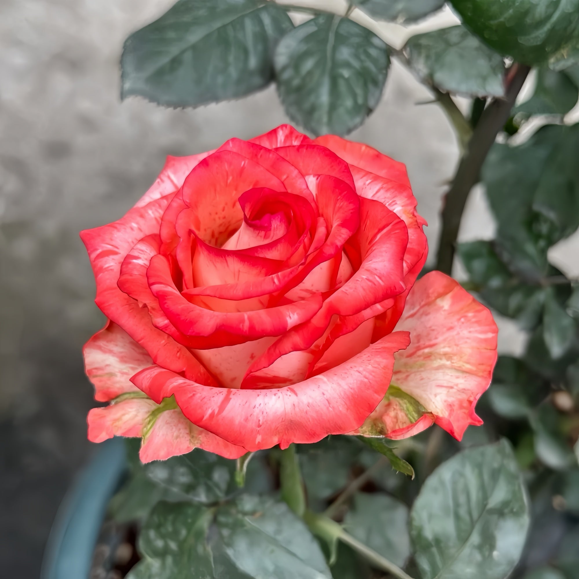 Fire Ash Roses Fire Flash Rose Plant|火光 – Rose_Explosion