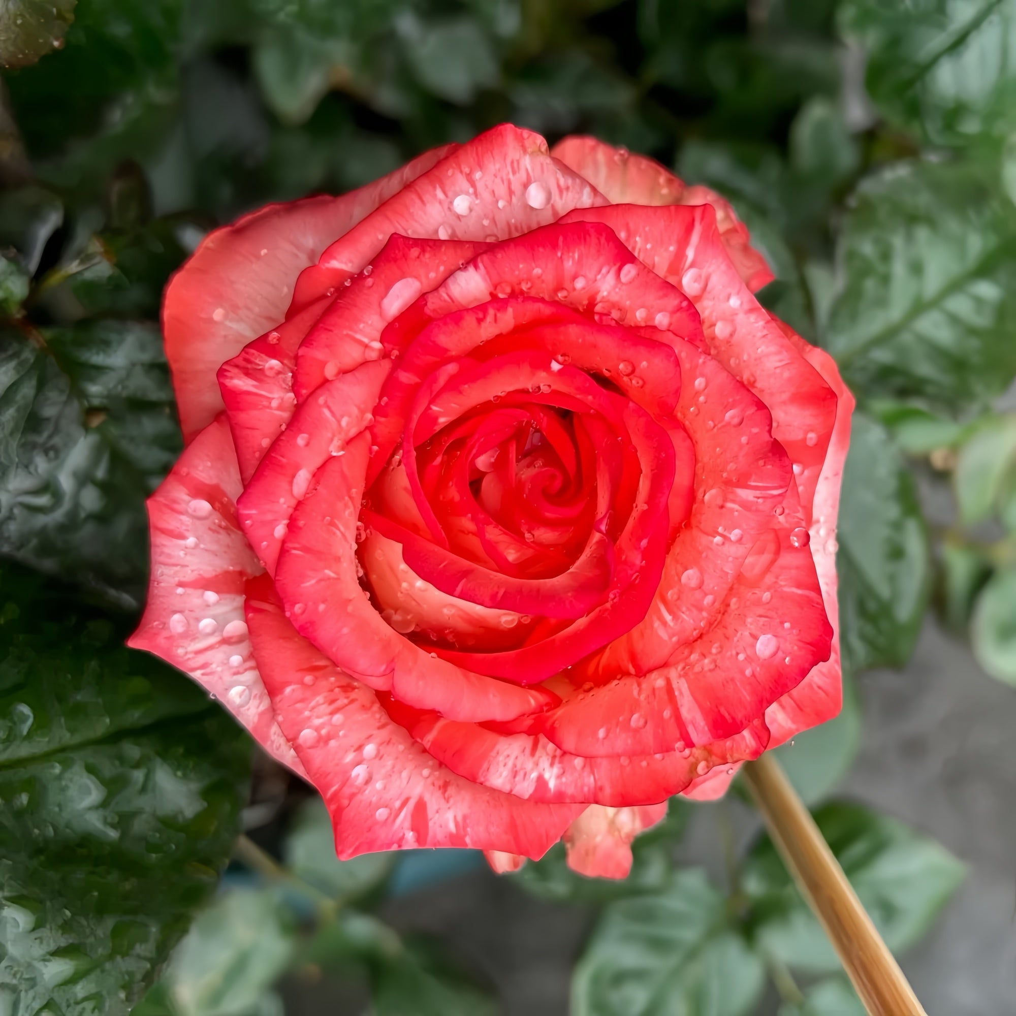 Fire Ash Roses Fire Flash Rose Plant|火光 – Rose_Explosion