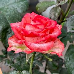 Fire Flash Rose Plant