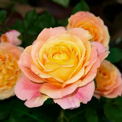 Fire X-pression Rose Plant