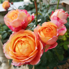 Fire X-pression Rose Plant