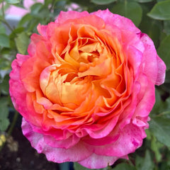 Fire X-pression Rose Plant