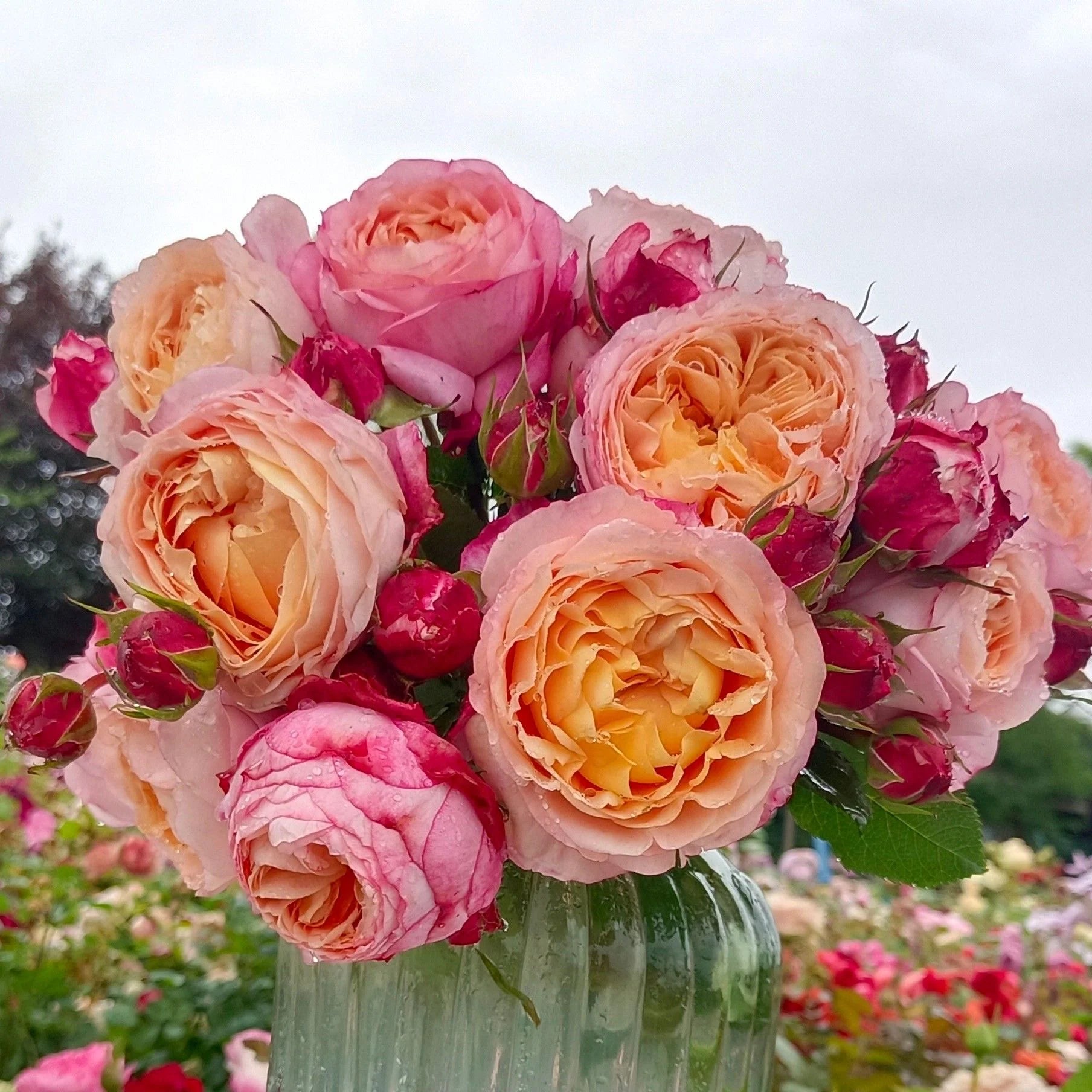 Fire X-pression Rose Plant|大花美人 – Rose_Explosion Fire X-pression Rose Plant|大花美人 – Rose_Explosion