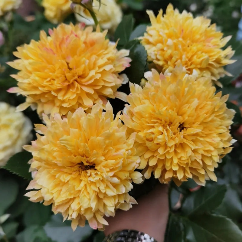 Fire Works Ruffle Rose Fireworks Ruffles Rose Plant|烟花波浪 – Rose_Explosion