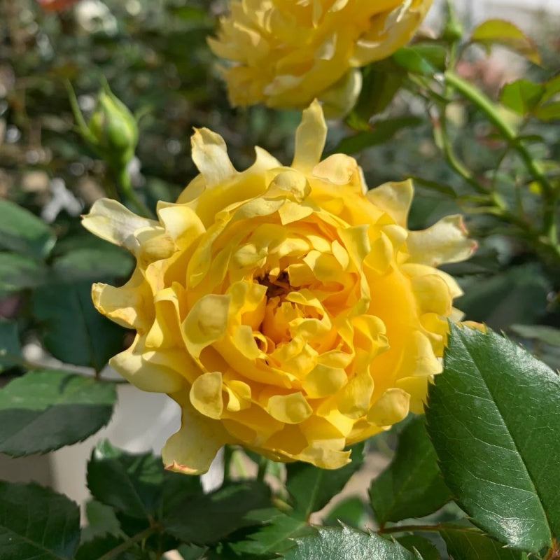 Fire Works Ruffle Rose Fireworks Ruffles Rose Plant|烟花波浪 – Rose_Explosion