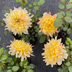 Fireworks Ruffles Rose Plant