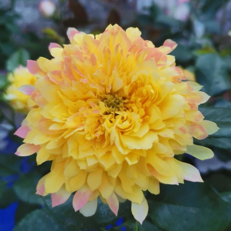Fire Works Ruffle Rose Fireworks Ruffles Rose Plant|烟花波浪 – Rose_Explosion