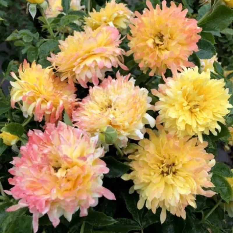 Fire Works Ruffle Rose Fireworks Ruffles Rose Plant|烟花波浪 – Rose_Explosion