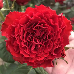 First Edition Rose