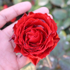 First Edition Rose