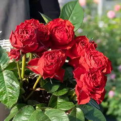 First Edition Rose