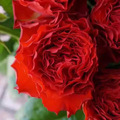 First Edition Rose