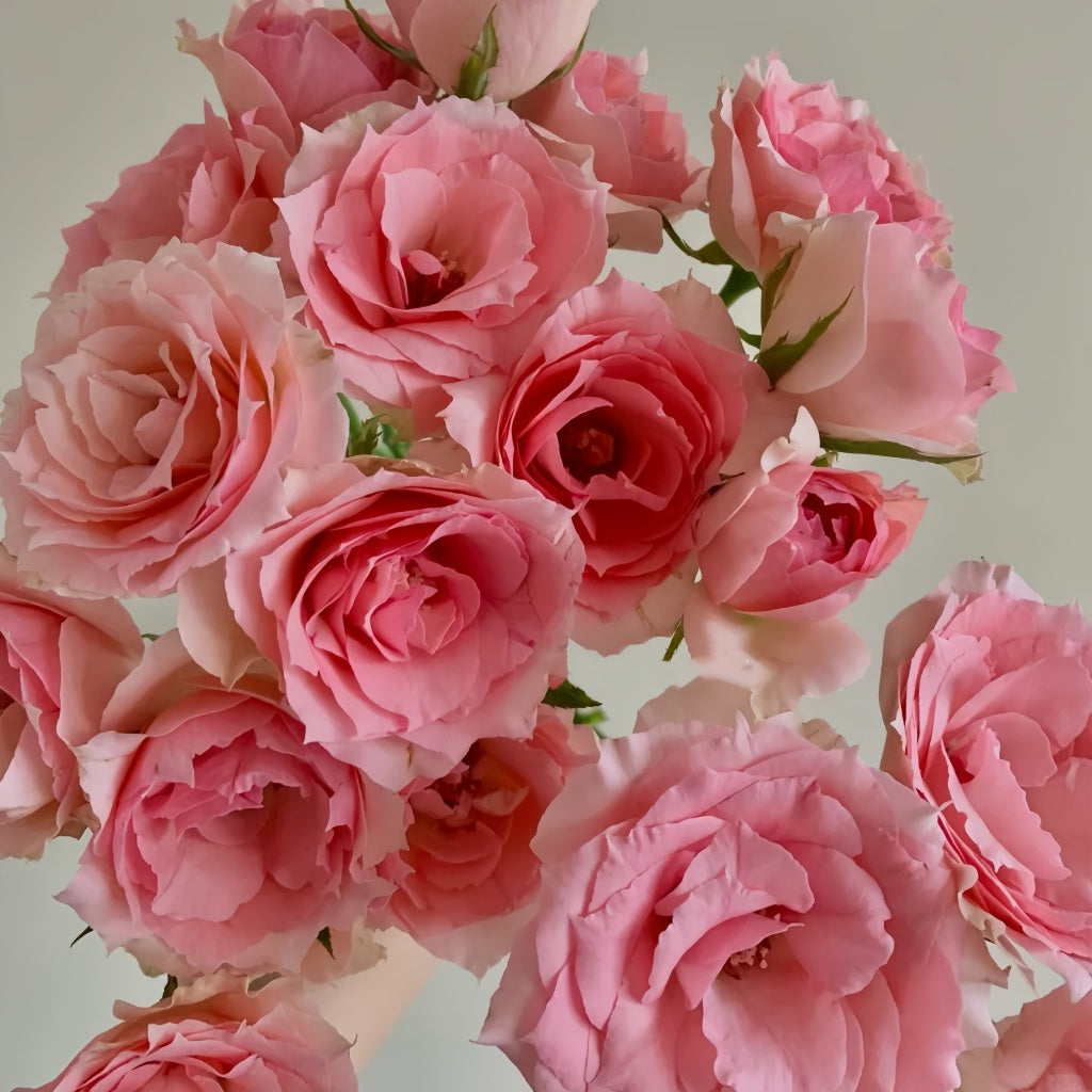 First Gold Rose First Lady Rose Plant|第一夫人 – Rose_Explosion