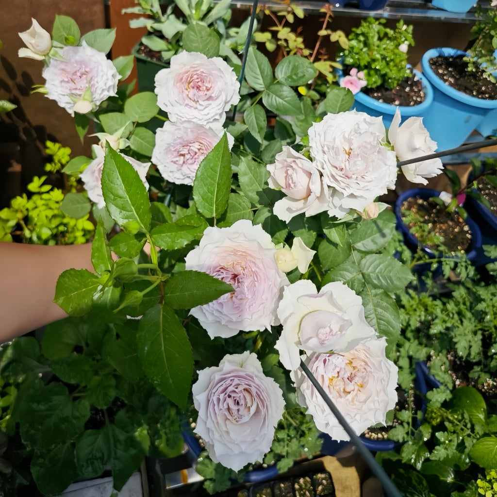 Green Roses Floating Floating Moon Rose Plant|浮月 – Rose_Explosion