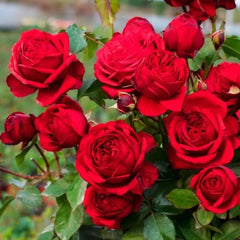 Florentina Rose Plant - Gorgeous Blooms for Your Dream Garden