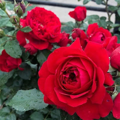 Florentina Rose Plant - Gorgeous Blooms for Your Dream Garden