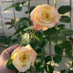 Florida Rose Plant