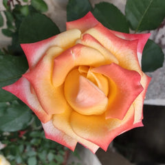 Florida Rose Plant