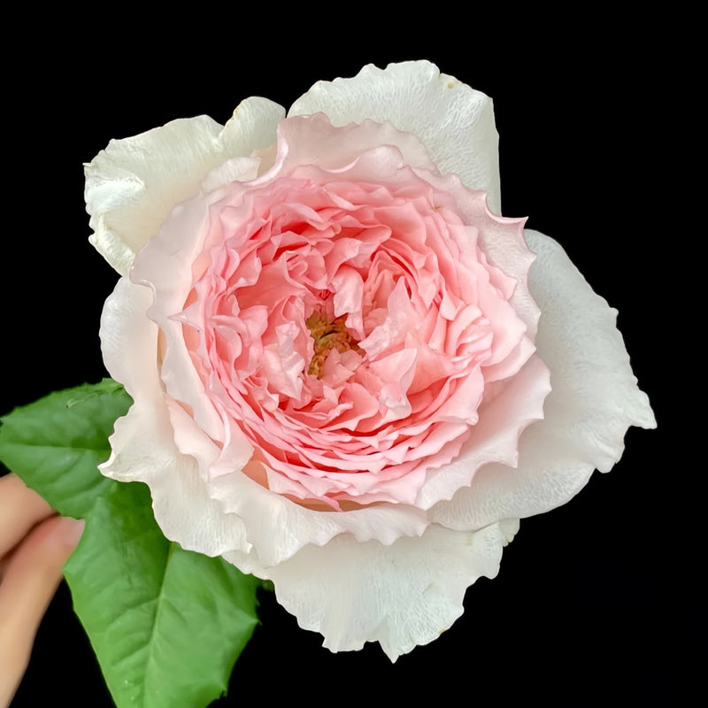 Flow Rose Plant